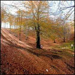 Monte Taburno - il bosco incantato