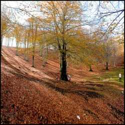 Monte Taburno - il bosco incantato 