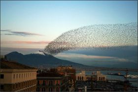 Napoli - Il Vesuvio innevato e gli Storni 